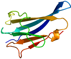 Beta-2 Microglobulin